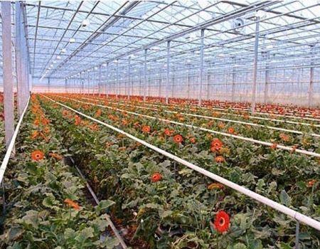 Теплиці компанії «Рожевий сад»